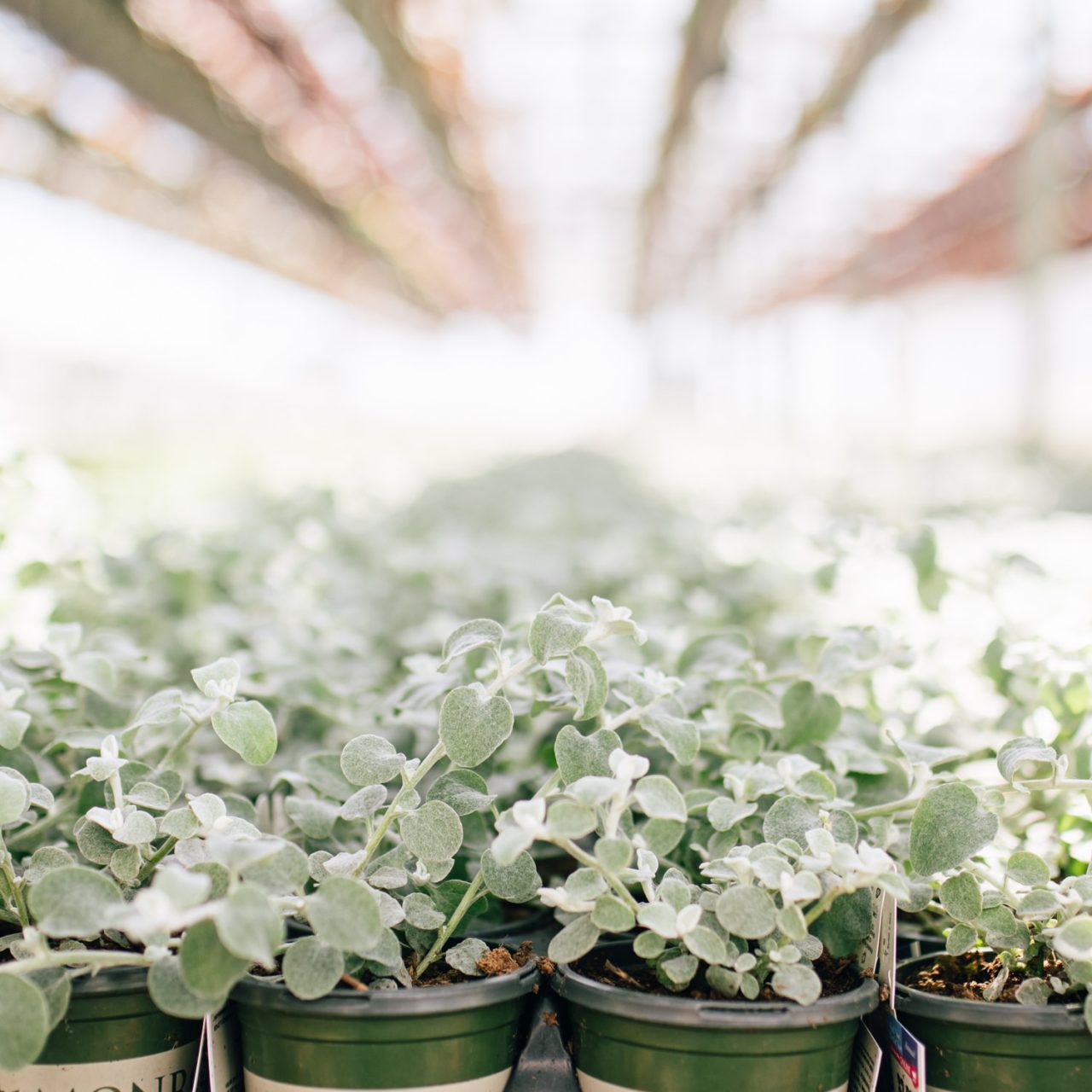 Boven Quality Plants Wholesale Flowers and Plants